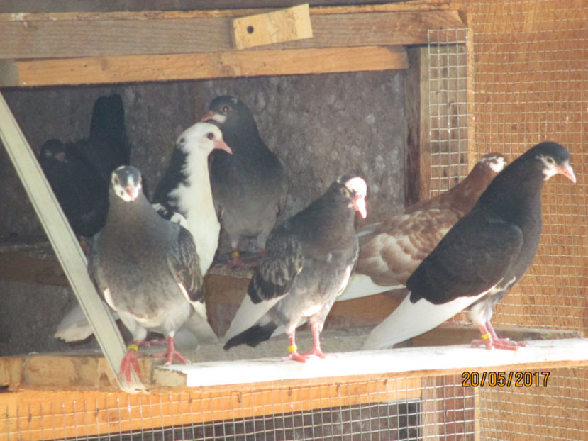  - 1 Roller de birmingham pui 2017