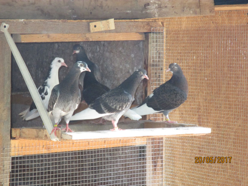  - 1 Roller de birmingham pui 2017