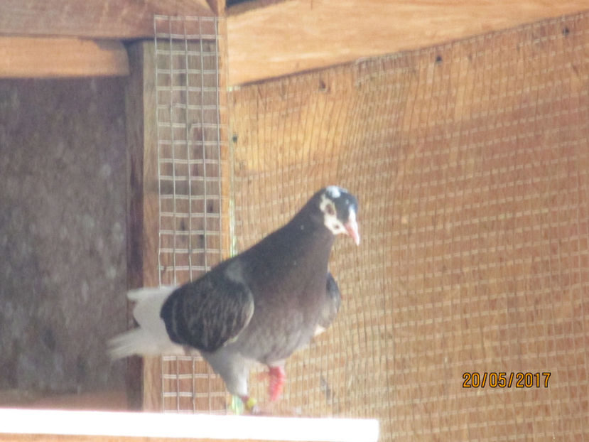  - 1 Roller de birmingham pui 2017