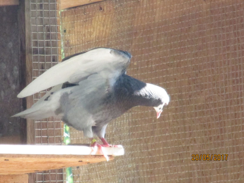  - 1 Roller de birmingham pui 2017