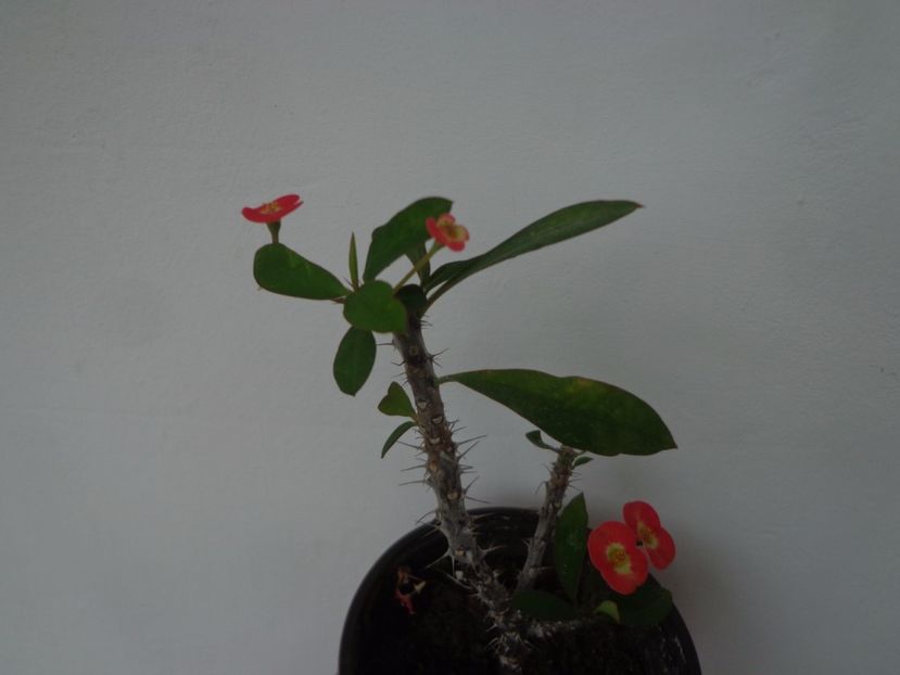 Euphorbia milii - Argumente