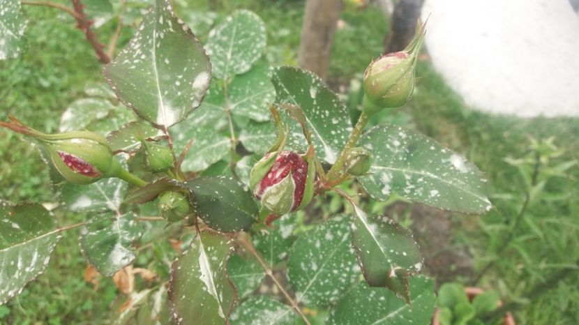 1495290943380-2070683883 - Munstead Wood