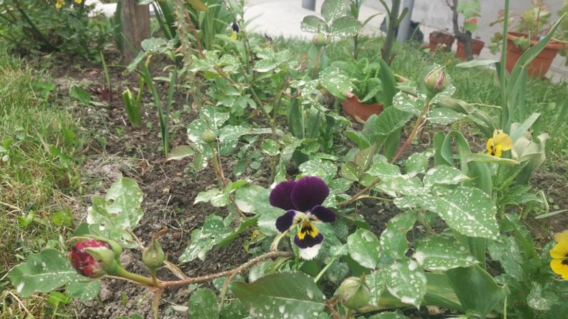 1495290961879-1437458460 - Munstead Wood