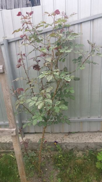 Pe monstrulet vreau sa l fac copacul.. ..sper sa reusesc! - Westerland