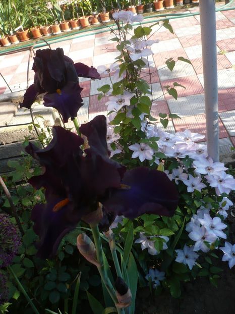 P1320292 - GRADINA 2017-1