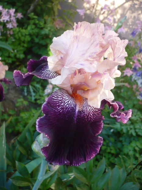 P1320297 - GRADINA 2017-1