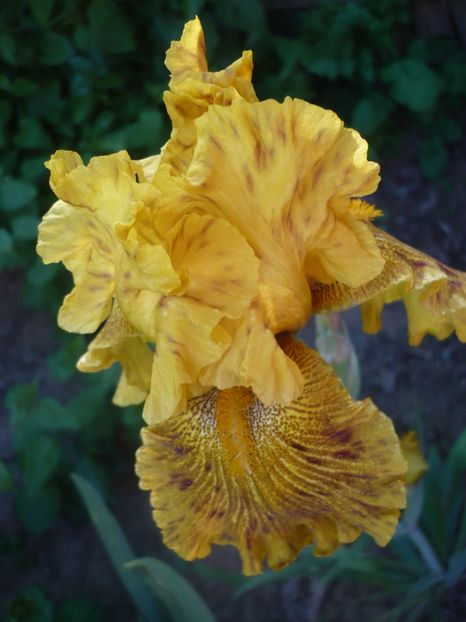 P1320307 - GRADINA 2017-1