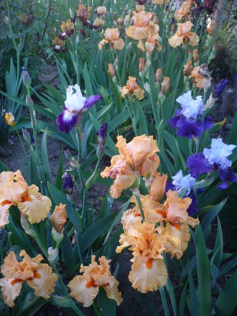 P1320313 - GRADINA 2017-1