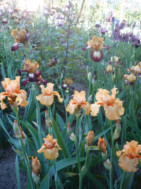 P1320316 - GRADINA 2017-1