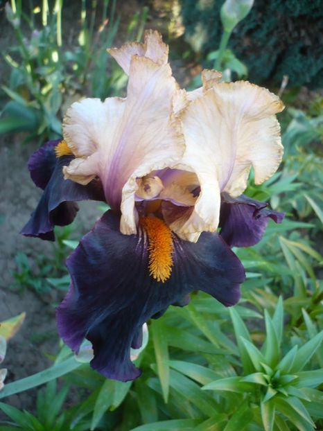 P1320320 - GRADINA 2017-1