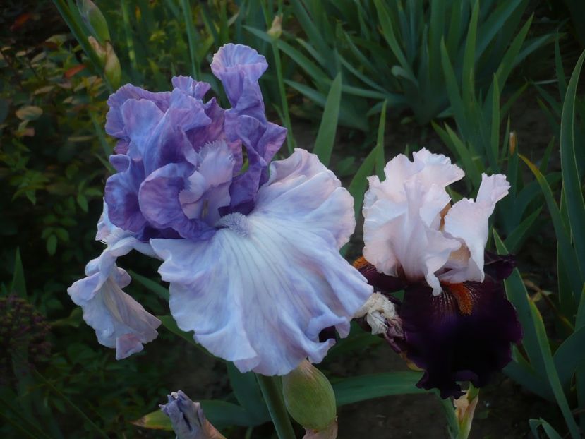 P1320328 - GRADINA 2017-1