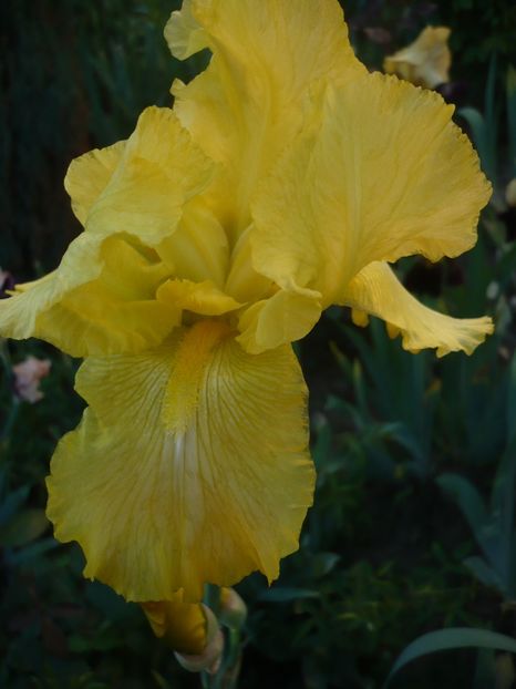 P1320331 - GRADINA 2017-1