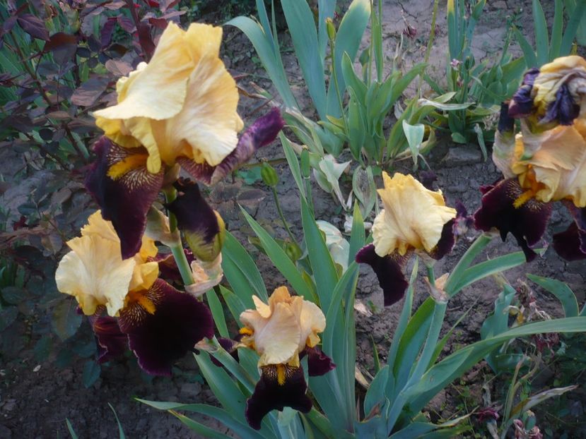 P1320333 - GRADINA 2017-1