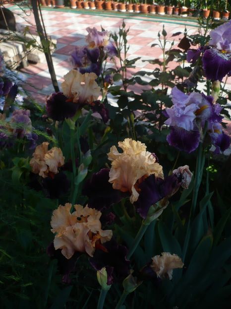 P1320334 - GRADINA 2017-1