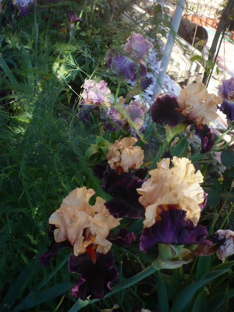 P1320335 - GRADINA 2017-1