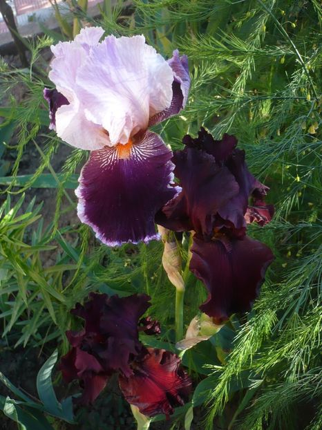 P1320336 - GRADINA 2017-1