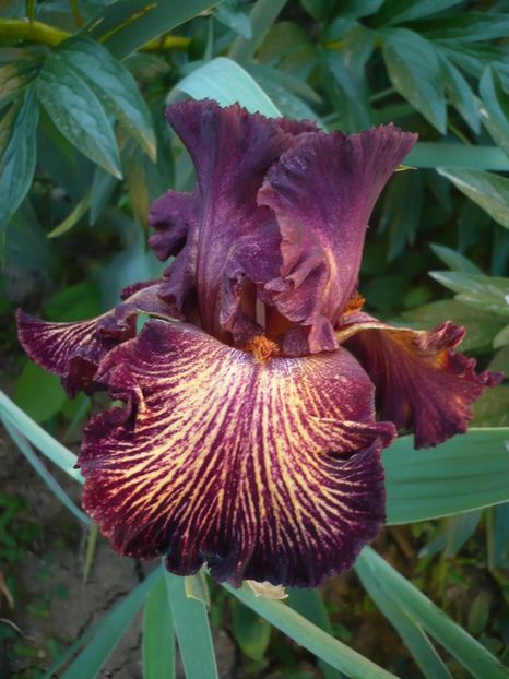 P1320337 - GRADINA 2017-1