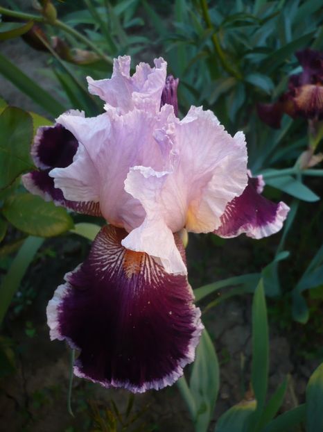 P1320338 - GRADINA 2017-1