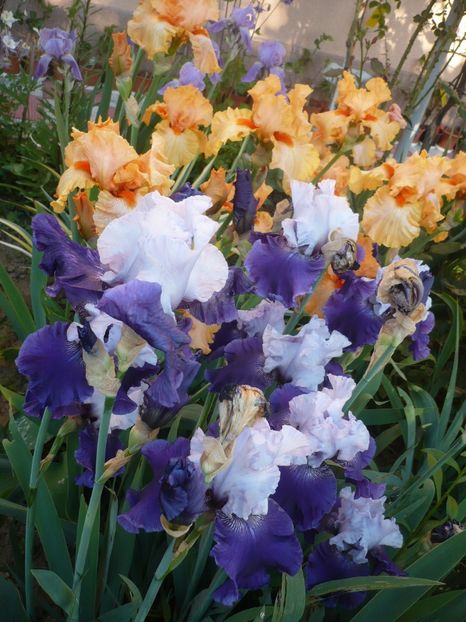 P1320340 - GRADINA 2017-1