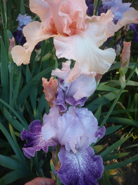 P1320342 - GRADINA 2017-1