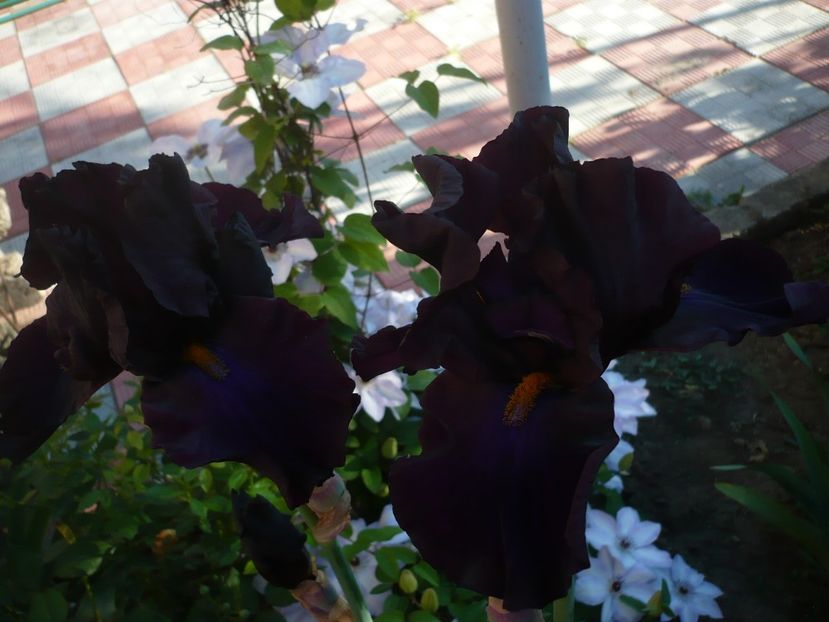 P1320343 - GRADINA 2017-1