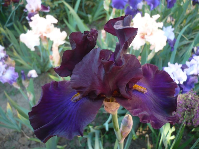 P1320344 - GRADINA 2017-1