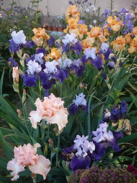 P1320345 - GRADINA 2017-1