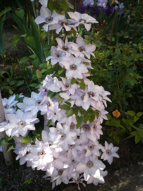 P1320347 - GRADINA 2017-1