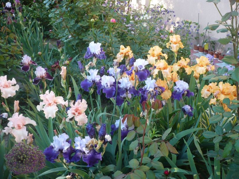 P1320348 - GRADINA 2017-1