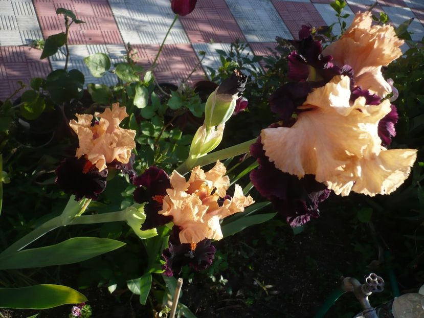 P1320350 - GRADINA 2017-1