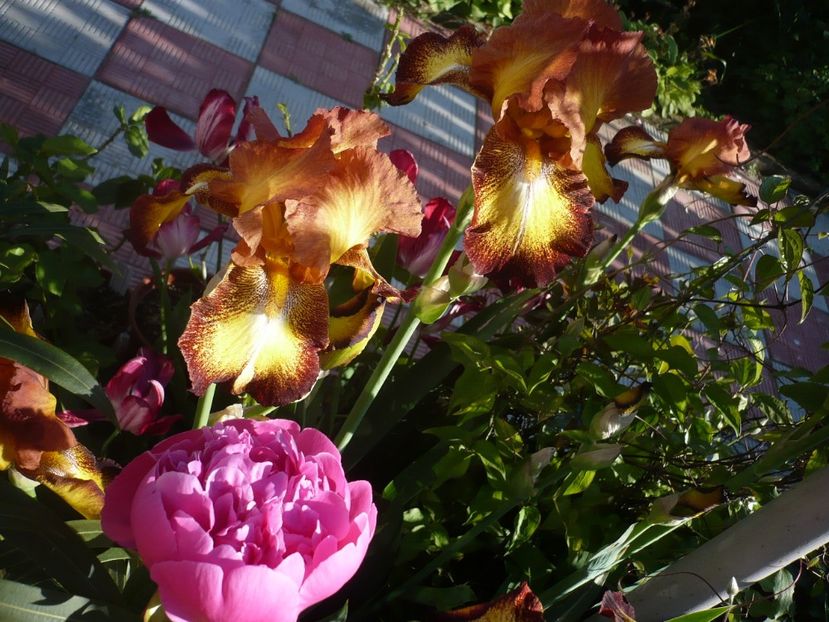 P1320352 - GRADINA 2017-1