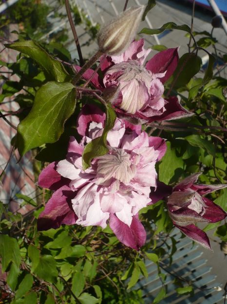 P1320353 - GRADINA 2017-1