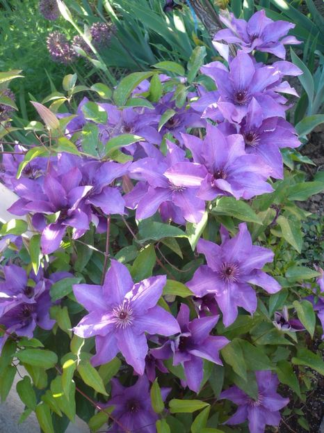 P1320354 - GRADINA 2017-1