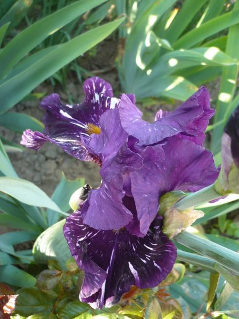 P1320355 - GRADINA 2017-1