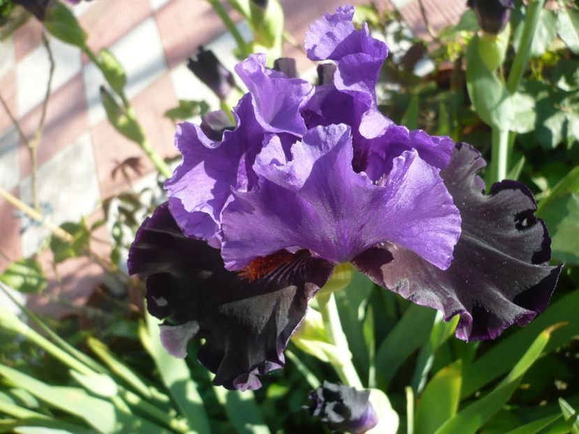 P1320358 - GRADINA 2017-1