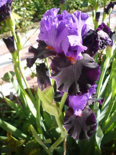 P1320359 - GRADINA 2017-1