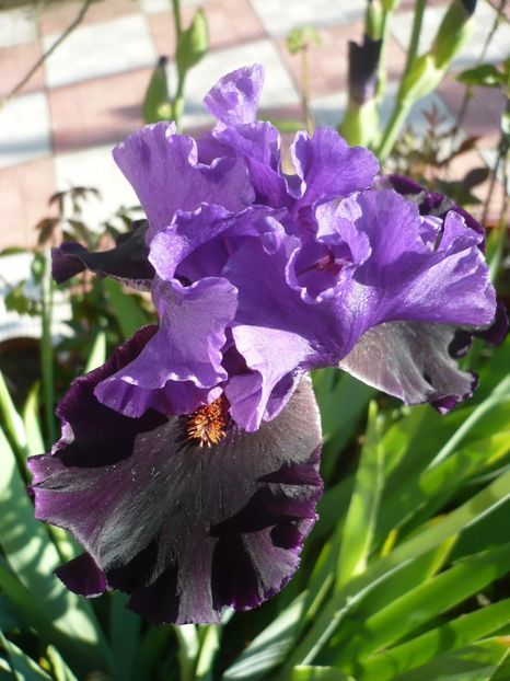 P1320361 - GRADINA 2017-1