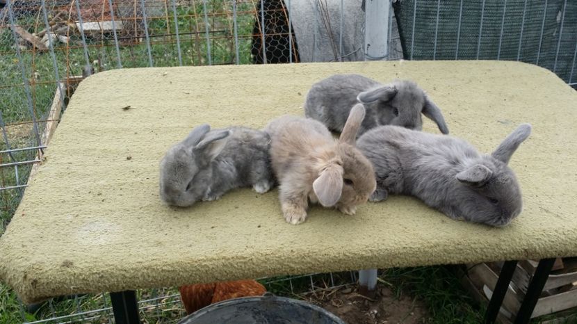  - CUIB 28 APRILIE 2017