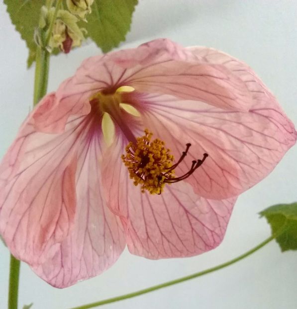  - colecția mea de abutiloni din seminte