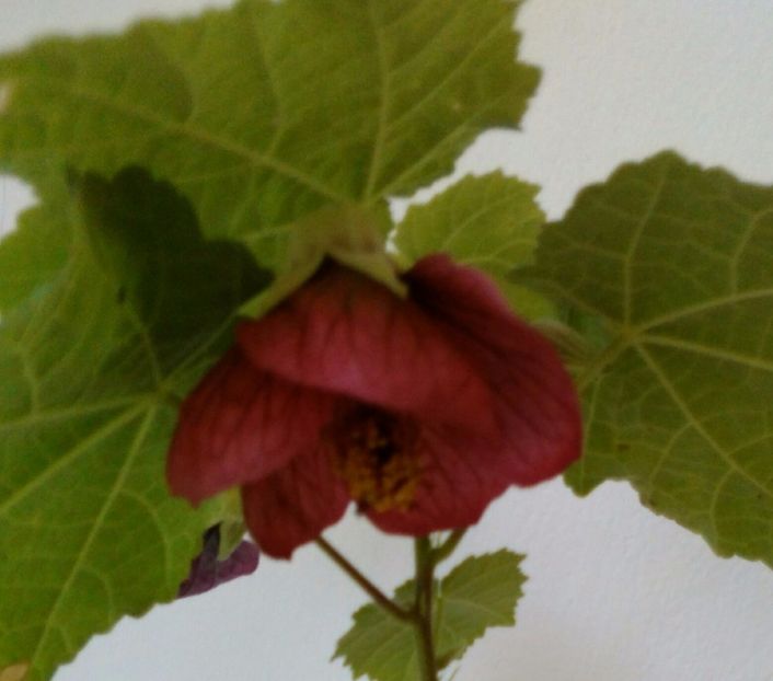  - colecția mea de abutiloni din seminte