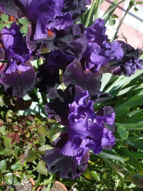 P1320387 - GRADINA 2017-1