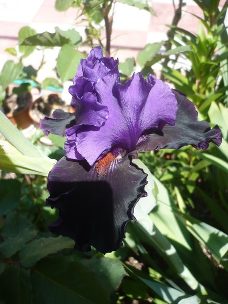 P1320388 - GRADINA 2017-1