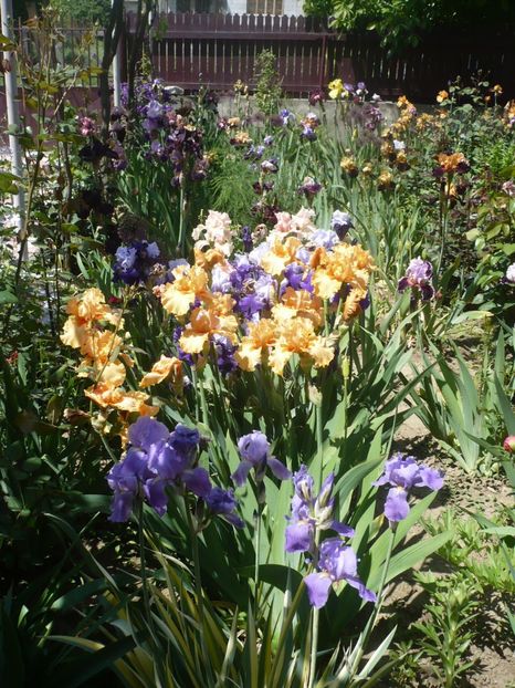 P1320391 - GRADINA 2017-1