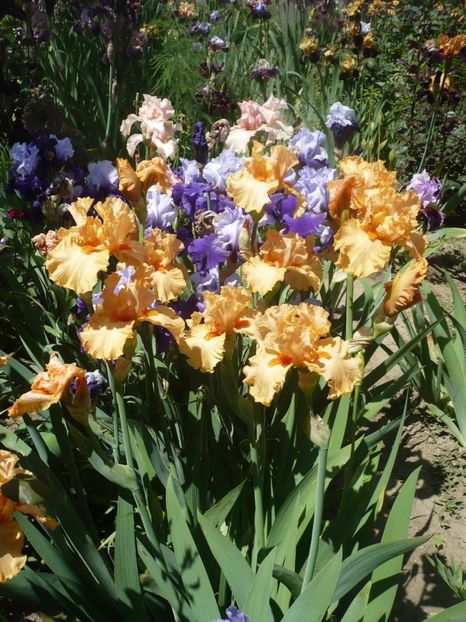 P1320392 - GRADINA 2017-1