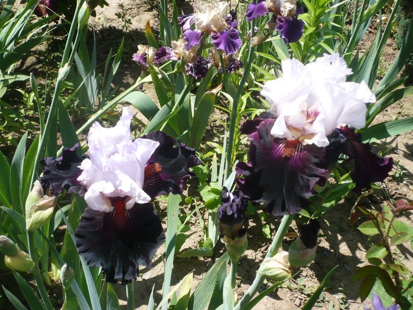 P1320393 - GRADINA 2017-1