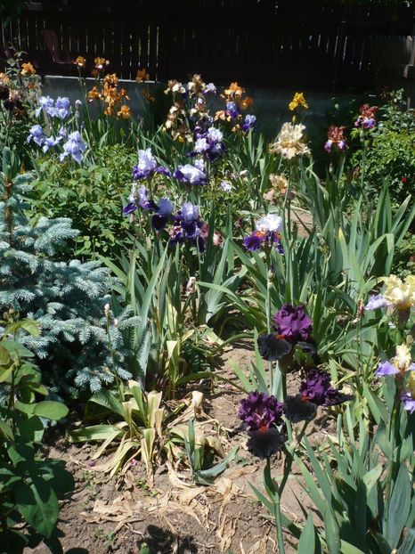 P1320394 - GRADINA 2017-1