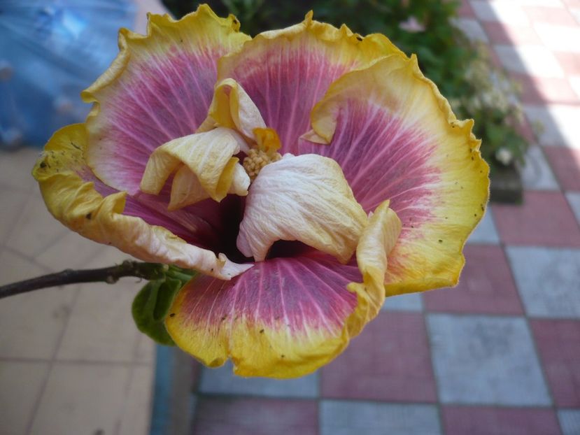 P1320366 - HIBISCUSI 2017-1
