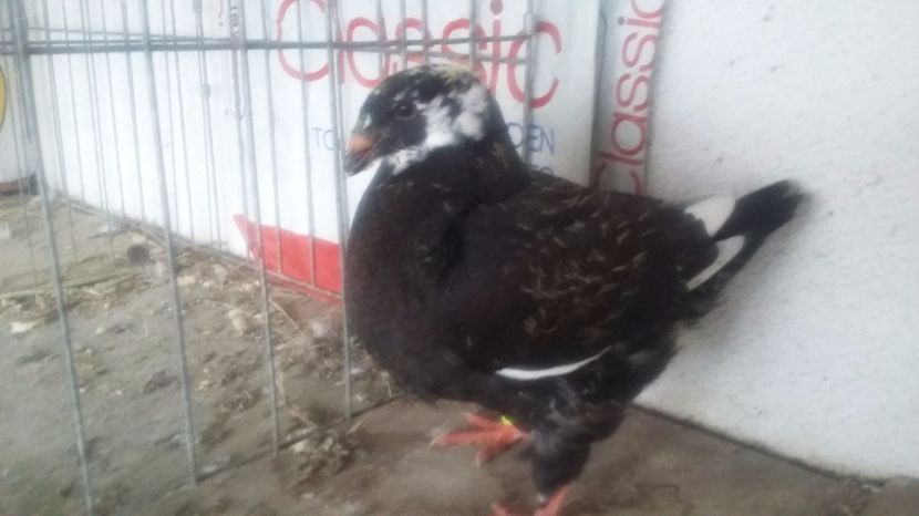 5  2017 - TINERET 2017