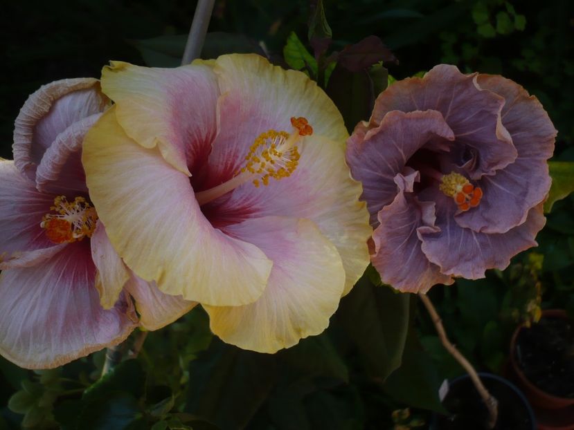 P1320377 - HIBISCUSI 2017-1