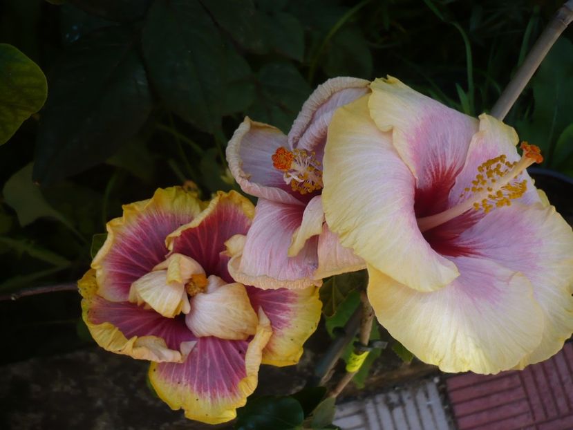 P1320378 - HIBISCUSI 2017-1